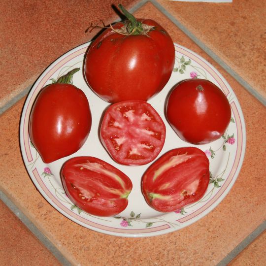Tomate Espagnol Lefebvre (Solanum lycopersicum) Terre promise